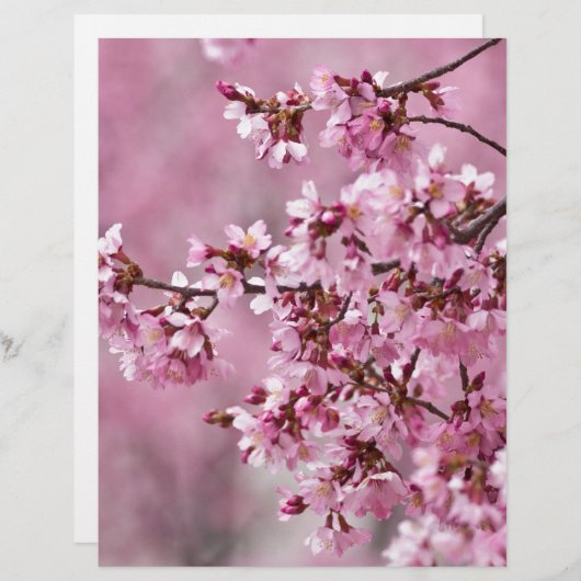 Sakura Cherry Blossoms Pastel Pink Layers (Front/Back)