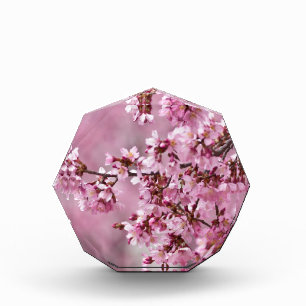 Sakura Cherry Blossoms Pastel Pink Layers Acrylic Award