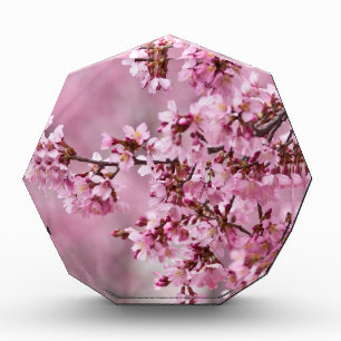 Sakura Cherry Blossoms Pastel Pink Layers Award