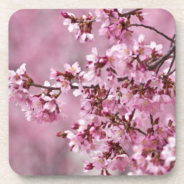 Sakura Cherry Blossoms Pastel Pink Layers Beverage Coaster (Front)