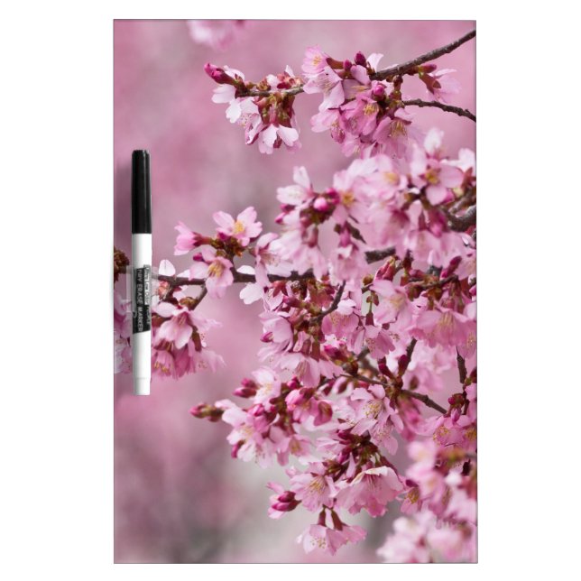Sakura Cherry Blossoms Pastel Pink Layers Dry Erase Board (Front)