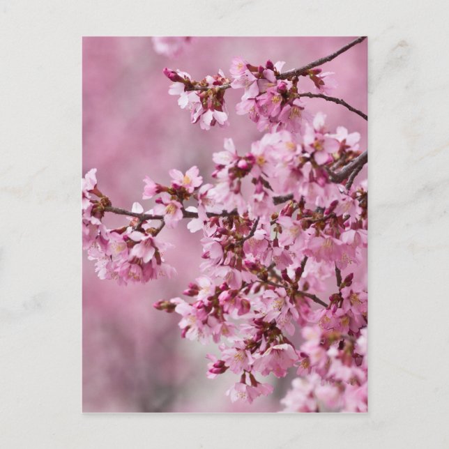 Sakura Cherry Blossoms Pastel Pink Layers Postcard (Front)
