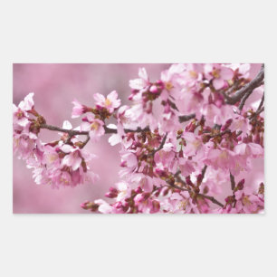 Sakura Cherry Blossoms Pastel Pink Layers Rectangular Sticker