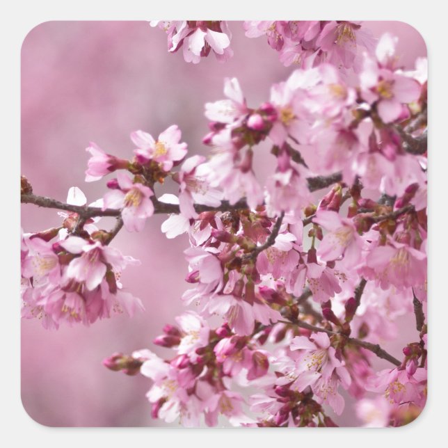Sakura Cherry Blossoms Pastel Pink Layers Square Sticker (Front)