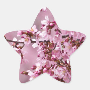 Sakura Cherry Blossoms Pastel Pink Layers Star Sticker
