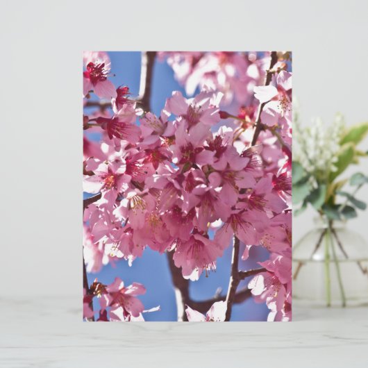 Sakura Cherry Blossoms Red Stars (Standing Front)