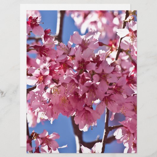 Sakura Cherry Blossoms Red Stars (Front/Back)