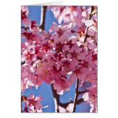 Sakura Cherry Blossoms Red Stars (Front)