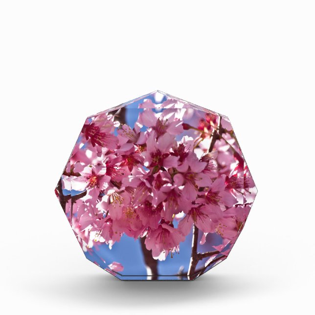 Sakura Cherry Blossoms Red Stars Acrylic Award (Front)