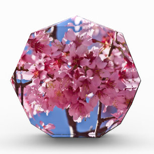 Sakura Cherry Blossoms Red Stars Award