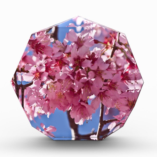 Sakura Cherry Blossoms Red Stars Award (Front)