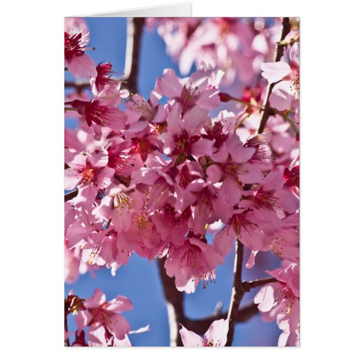 Sakura Cherry Blossoms Red Stars Cards (Front)