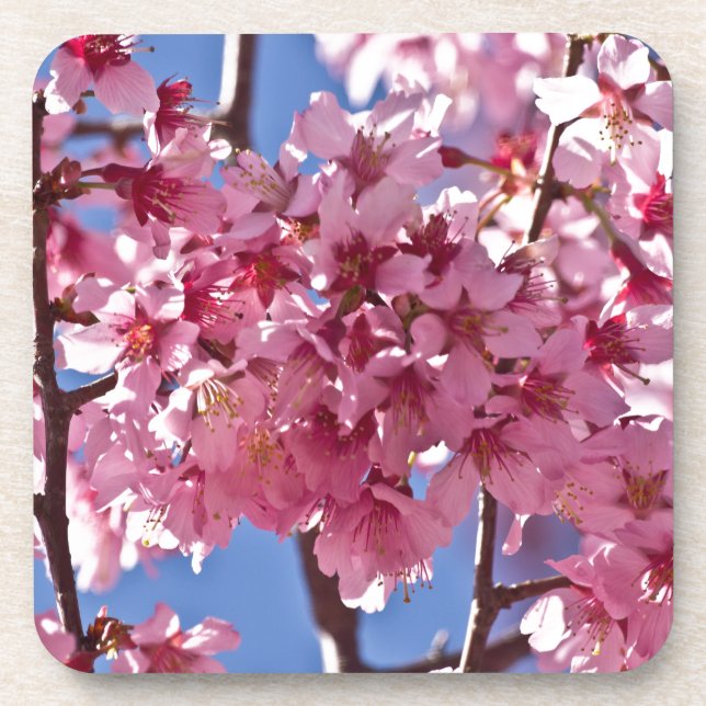 Sakura Cherry Blossoms Red Stars Drink Coaster (Front)