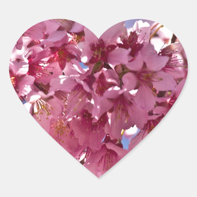 Sakura Cherry Blossoms Red Stars Heart Sticker (Front)