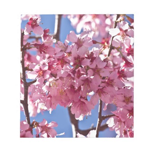 Sakura Cherry Blossoms Red Stars Notepad