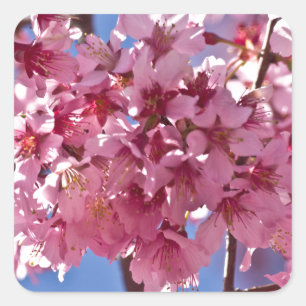 Sakura Cherry Blossoms Red Stars Square Sticker