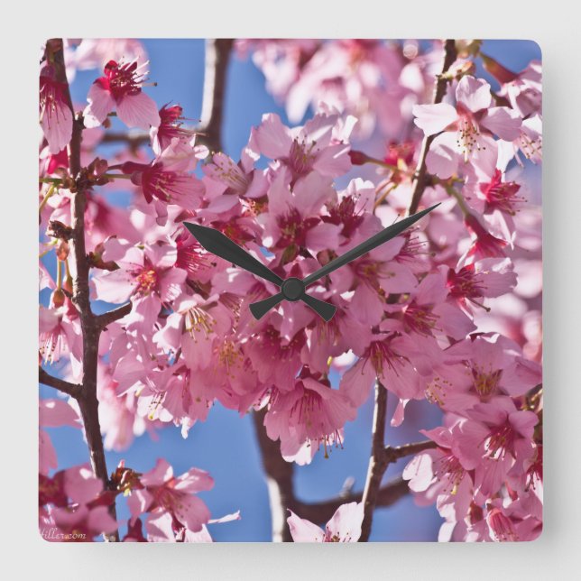 Sakura Cherry Blossoms Red Stars Square Wall Clock (Front)