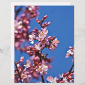 Sakura Cherry Blossoms Touching Blue (Front/Back)