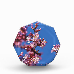 Sakura Cherry Blossoms Touching Blue Acrylic Award