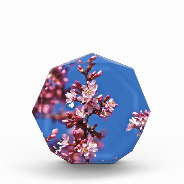Sakura Cherry Blossoms Touching Blue Acrylic Award (Front)