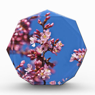Sakura Cherry Blossoms Touching Blue Award