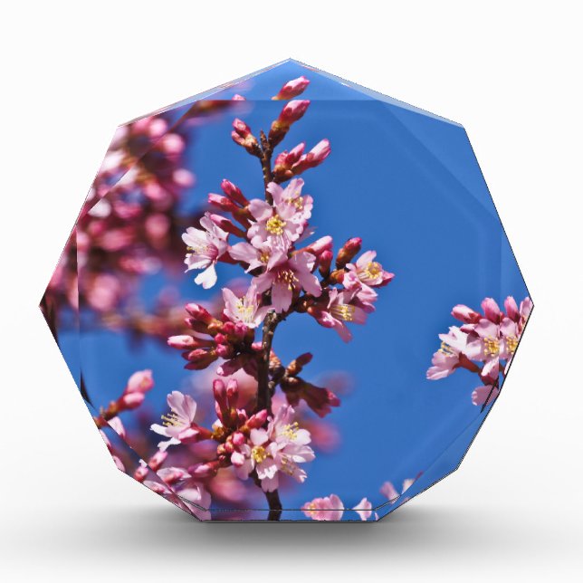 Sakura Cherry Blossoms Touching Blue Award (Front)