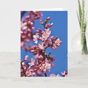 Sakura Cherry Blossoms Touching Blue Card