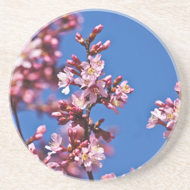 Sakura Cherry Blossoms Touching Blue Coaster (Front)