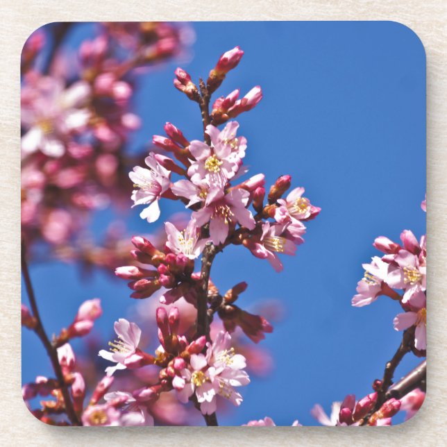 Sakura Cherry Blossoms Touching Blue Drink Coaster (Front)