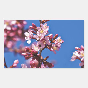 Sakura Cherry Blossoms Touching Blue Rectangular Sticker
