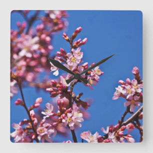 Sakura Cherry Blossoms Touching Blue Square Wall Clock