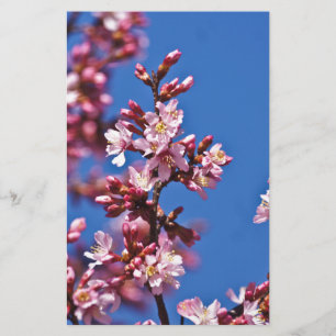 Sakura Cherry Blossoms Touching Blue Stationery