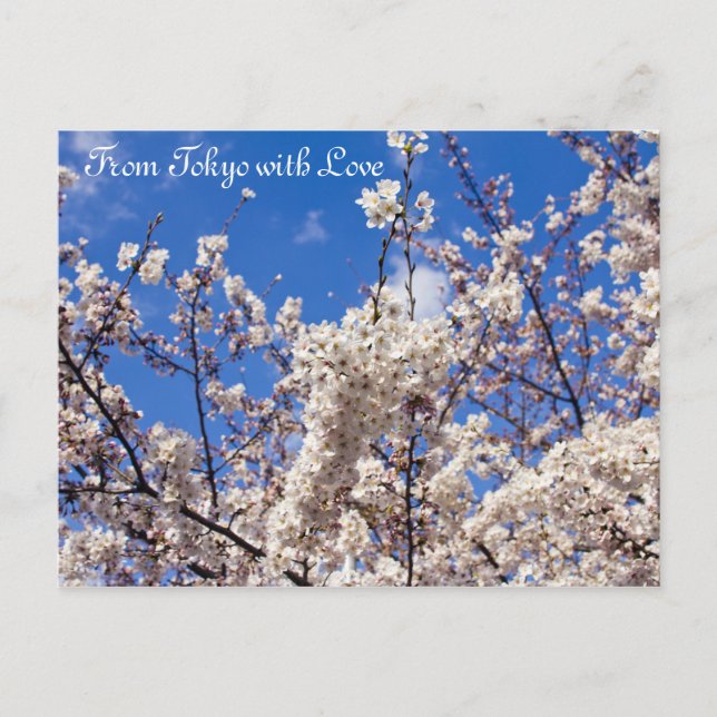 Sakura Cherry Blossoms White Blue Sky Tokyo Postcard (Front)