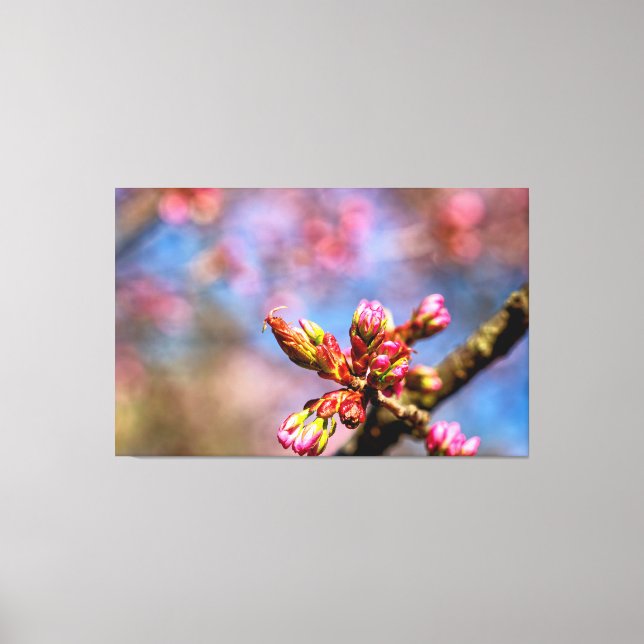 Sakura Cherry Tree Buds. The Beginning Of Spring Canvas Print (Front)
