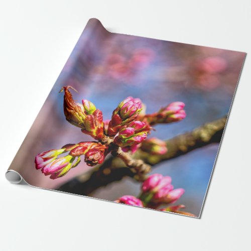 Sakura Cherry Tree Buds The Beginning Of Spring Wrapping Paper