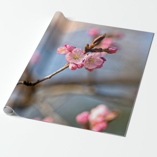 Sakura Flowers Against The Gray Background Wrapping Paper (Unrolled)