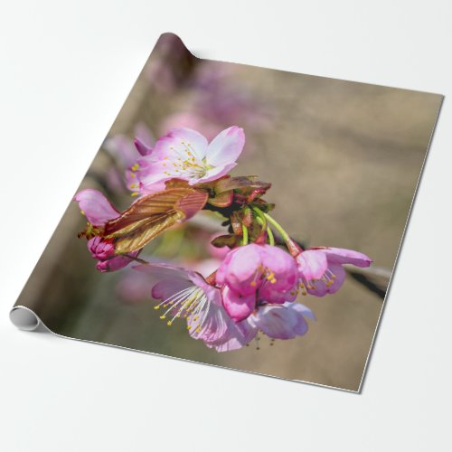 Sakura Flowers Against The Greenish Background Wrapping Paper