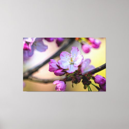 Sakura Flowers And Buds In The Shade Of A Tree Canvas Print