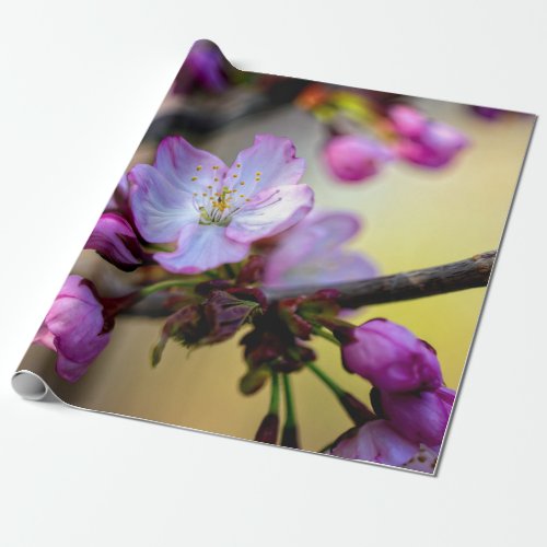 Sakura Flowers And Buds In The Tree Shade Wrapping Paper