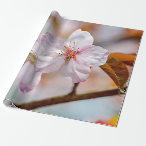 Sakura Flowers And Orange Leaves In Springtime Wrapping Paper