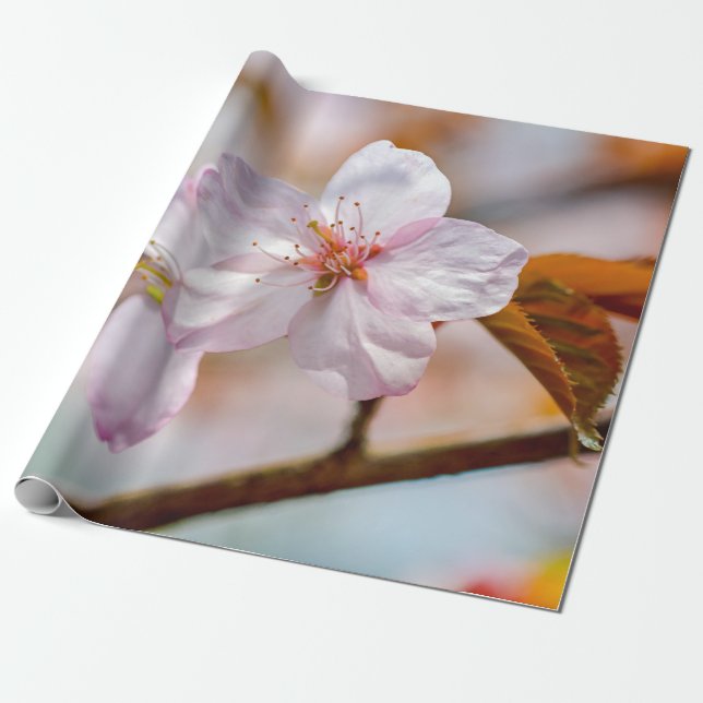 Sakura Flowers And Orange Leaves In Springtime Wrapping Paper (Unrolled)