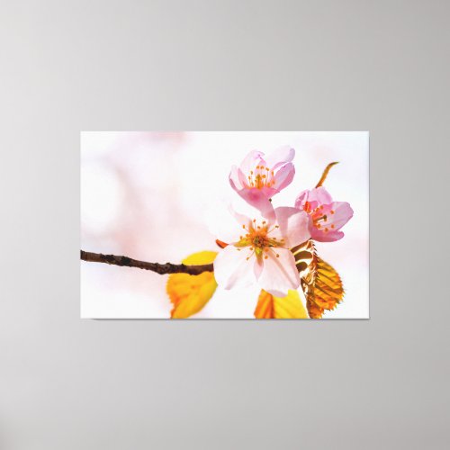 Sakura Flowers And Soft Pink Background Of Spring Canvas Print