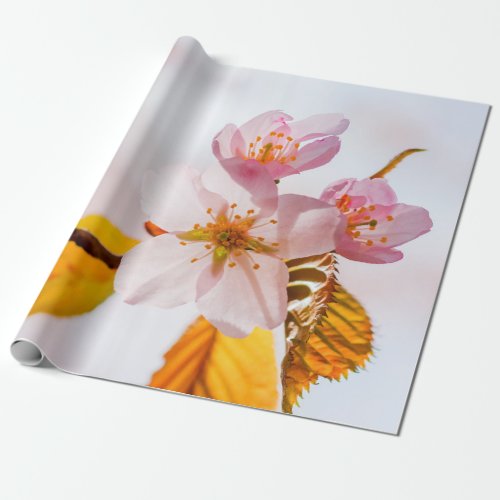 Sakura Flowers And Soft Pink Background Wrapping Paper