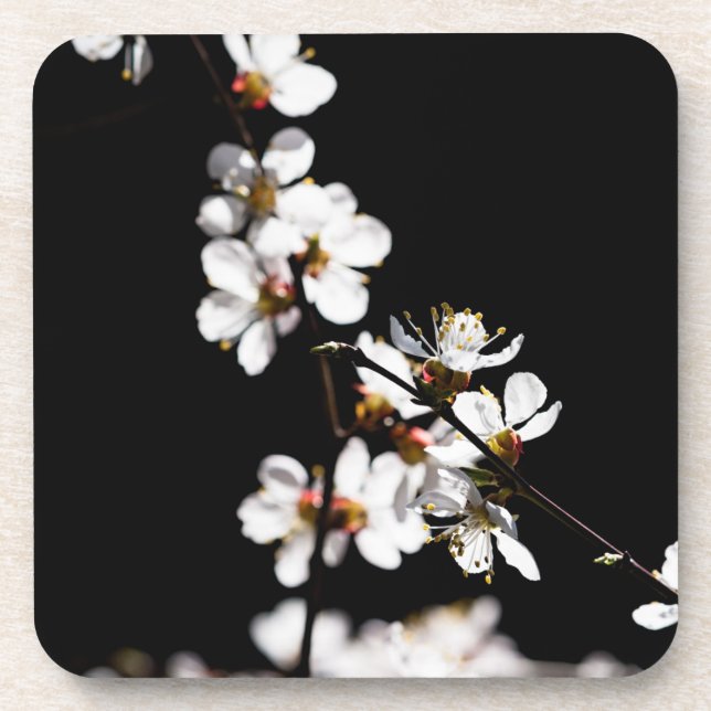 Sakura flowers beverage coaster (Front)