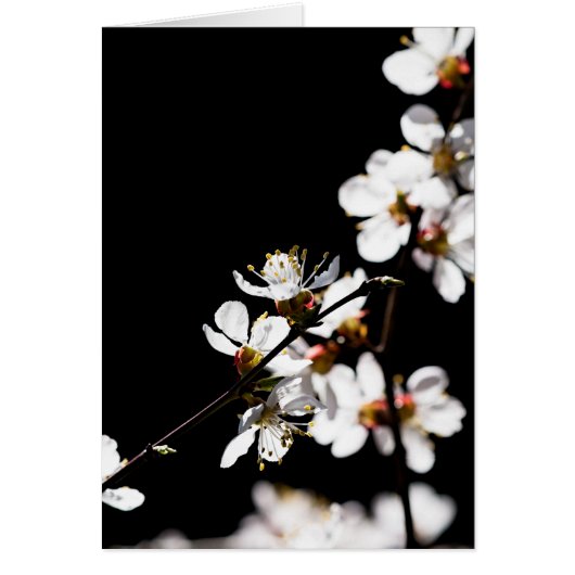Sakura flowers cards (Front)