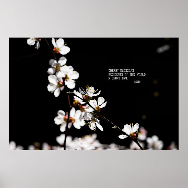 Sakura flowers poster (Front)