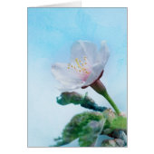 Sakura - Japanese Cherry Blossom (Front)