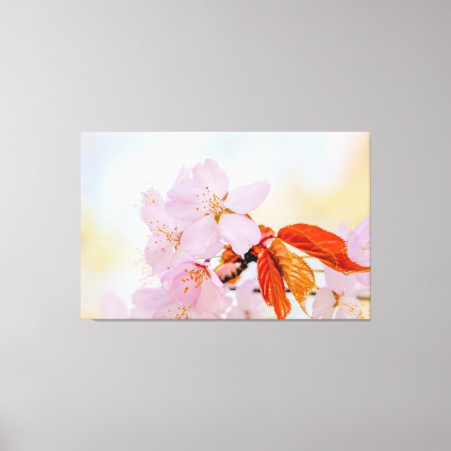 Sakura - Japanese cherry blossom Canvas Print (Front)