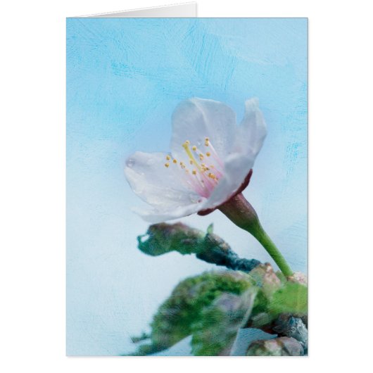 Sakura - Japanese Cherry Blossom Cards (Front)