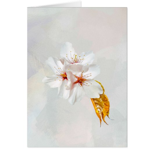 Sakura - Japanese cherry blossom Cards (Front)